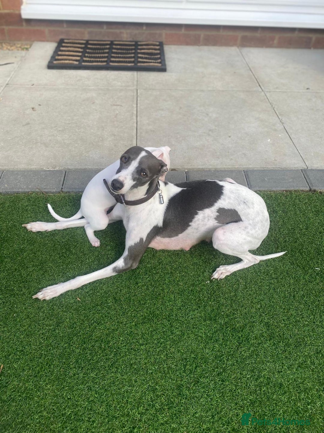 Italian Greyhound dogs for sale: Italian greyhound puppies - Image 11
