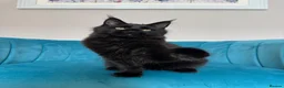 Maine Coon cats for sale: TICA Pedigree Registered Maine Coon Kittens - Advert 14