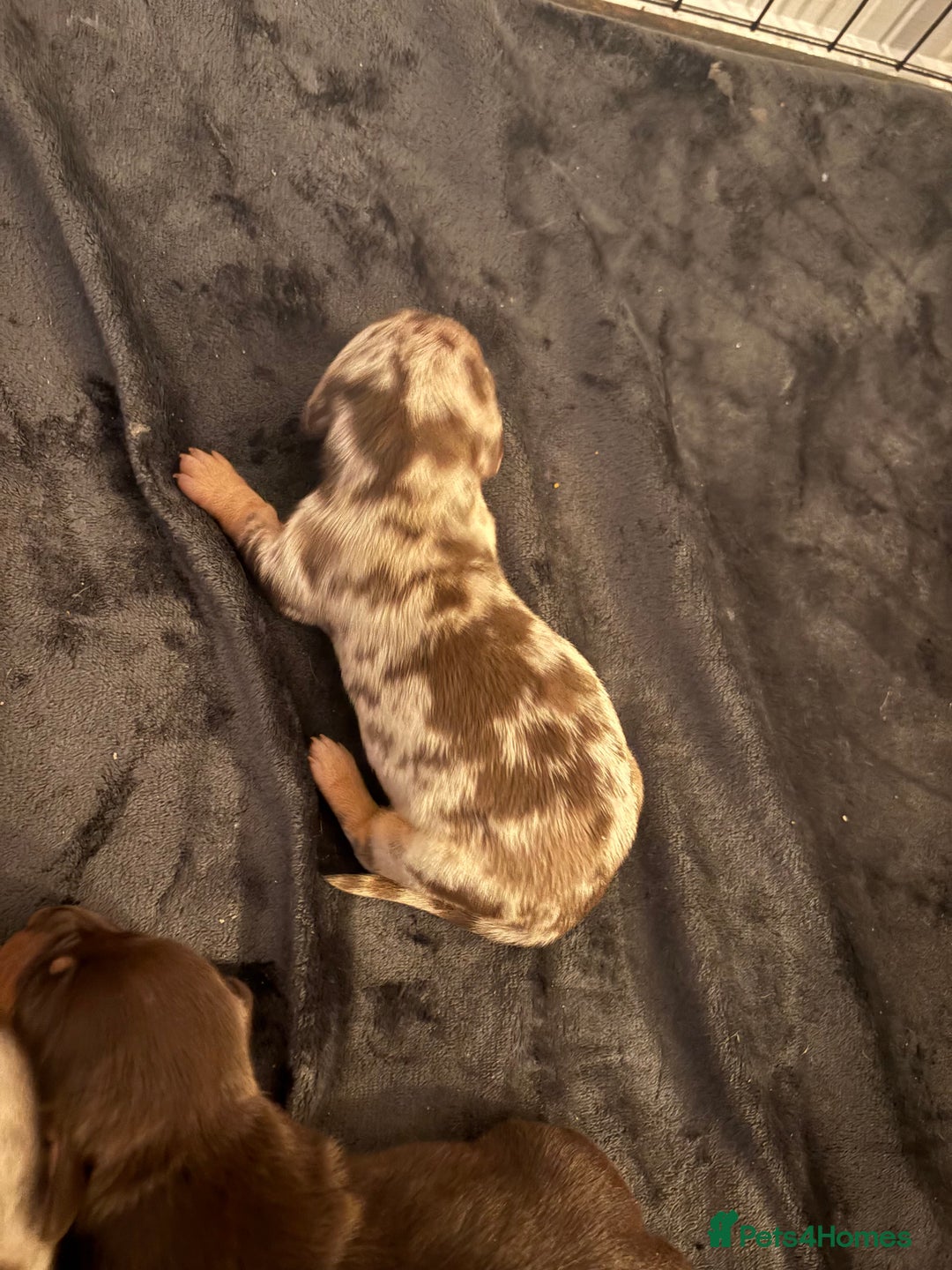 Dachshund dogs for sale: Dachshunds for Sale - Advert 10