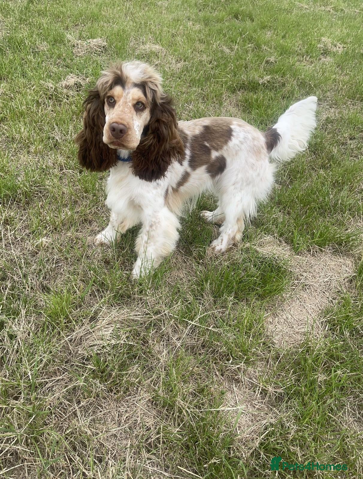 Cocker Spaniel dogs KC registered show type cocker spaniels  - Advert 2