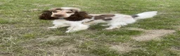 Cocker Spaniel dogs for sale: KC registered show type cocker spaniels Ready now  - Advert 32