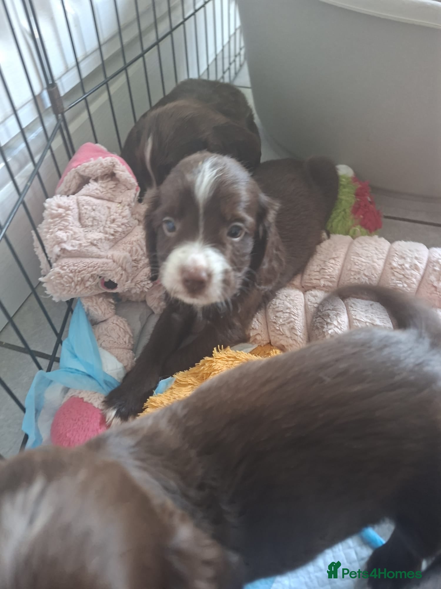 Sprocker dogs Sprocker pups - Advert 2