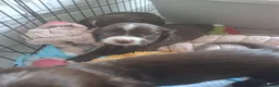 Sprocker dogs for sale: Sprocker pups - Advert 1