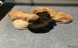 Chipoo dogs for sale: Chipoo - Advert 2