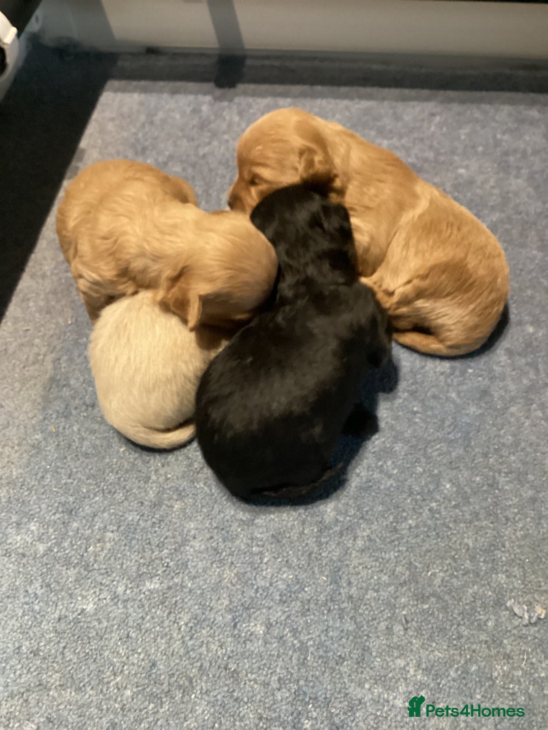 Chipoo dogs for sale: Chipoo - Advert 2