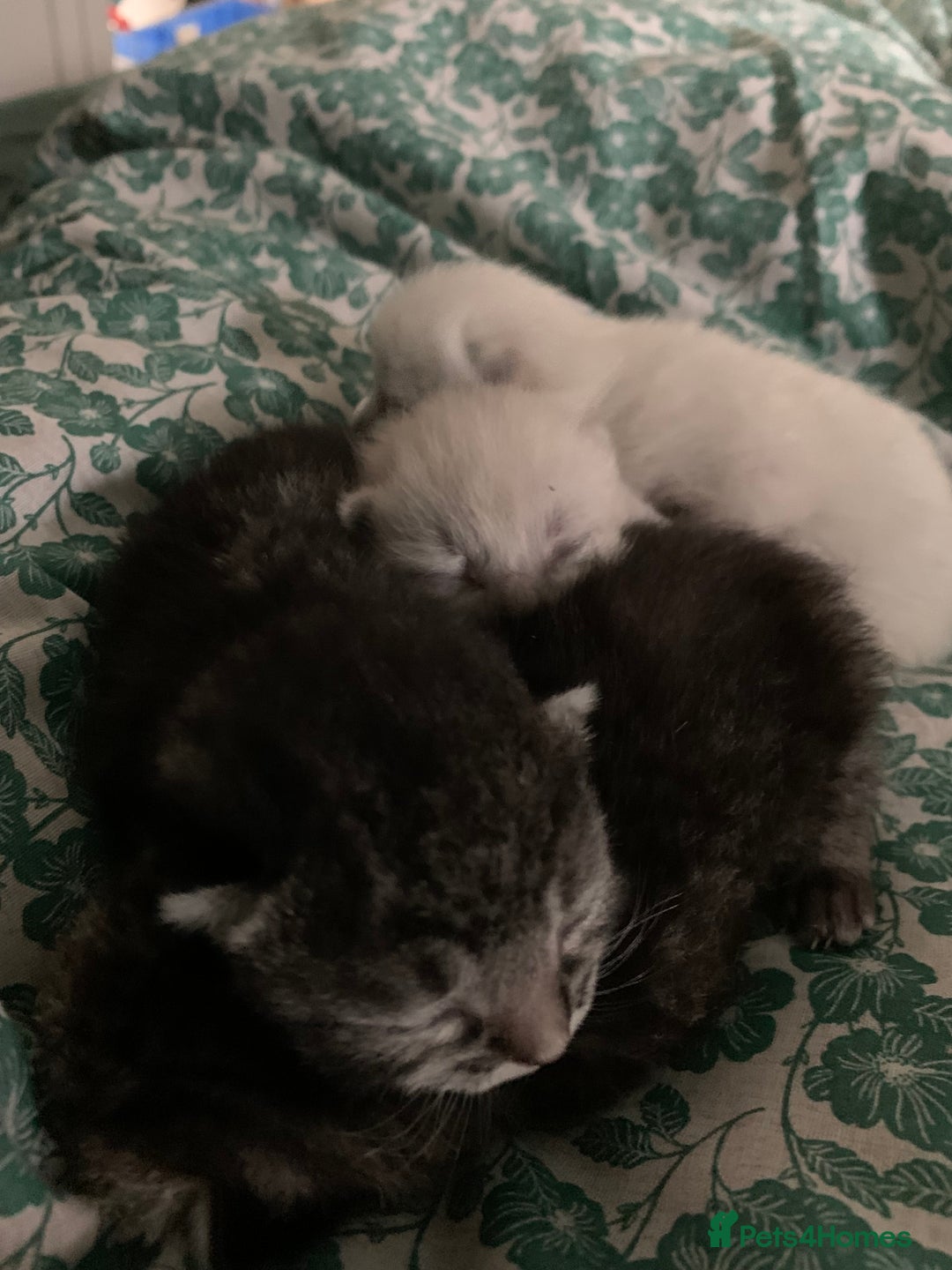 Siamese cats for sale: 🐾✨ White Siamese Maggir Became a Mum! ✨🐾 - Advert 34