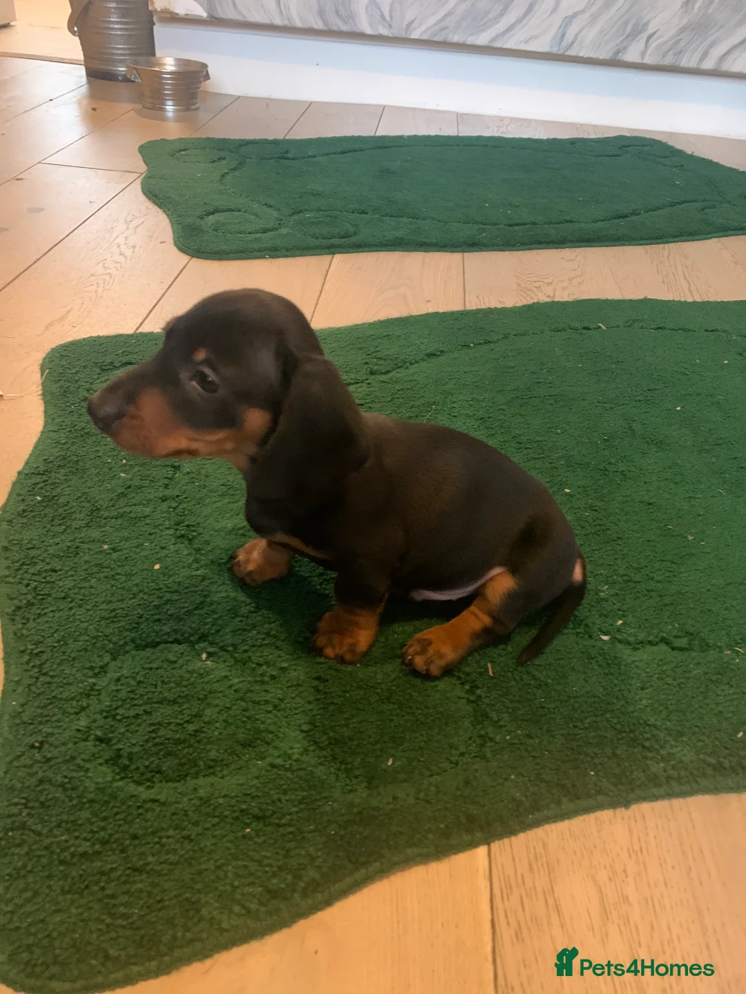 Dachshund dogs for sale: Dachshund puppies  - Advert 8