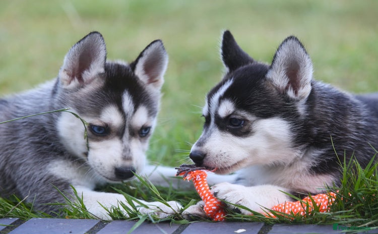 Siberian Husky dogs - Advert 1