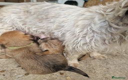 Mixed Breed dogs for sale: Puppies - Image 9