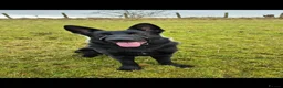 German Shepherd dogs for sale: To be Rehomed - Advert 3