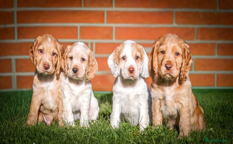 Cocker Spaniel dogs - Advert 1