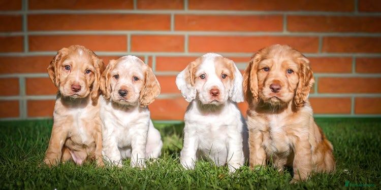 Cocker Spaniel dogs - Advert 2