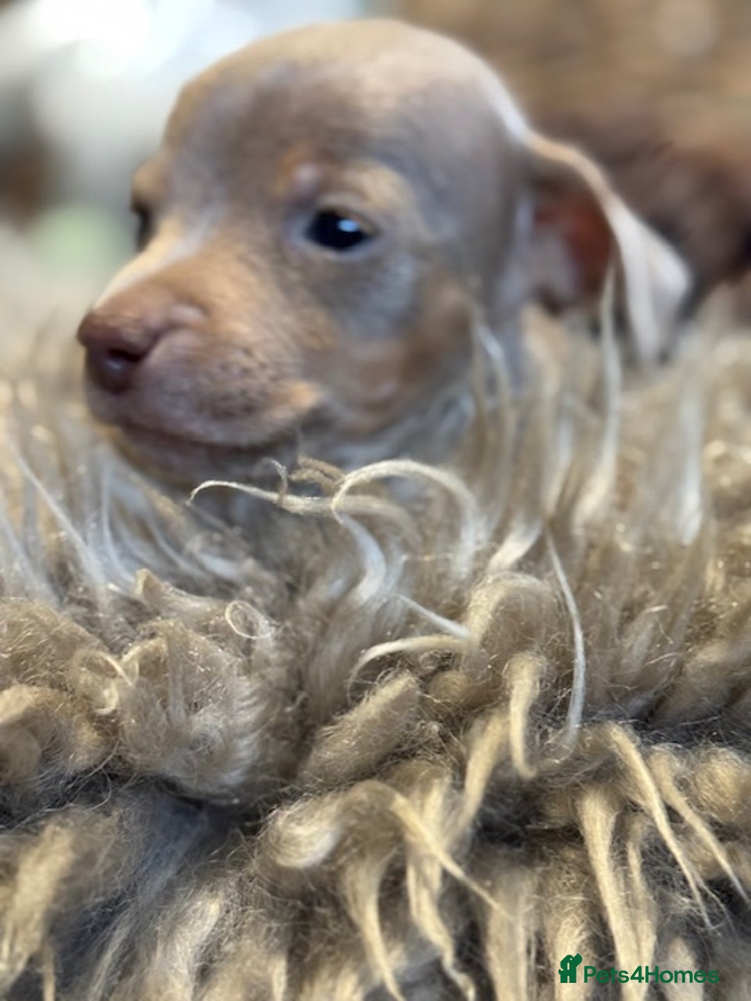 Jack Russell dogs for sale: STUNNING MINIATURE JRT's FOR SALE - Advert 12