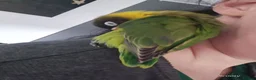 Lovebirds birds for sale: Gorgeous little lovebird ready for new home - Advert 7