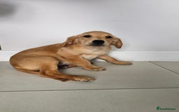Golden Retriever dogs for sale: Golden Retriever Puppies  - Image 16