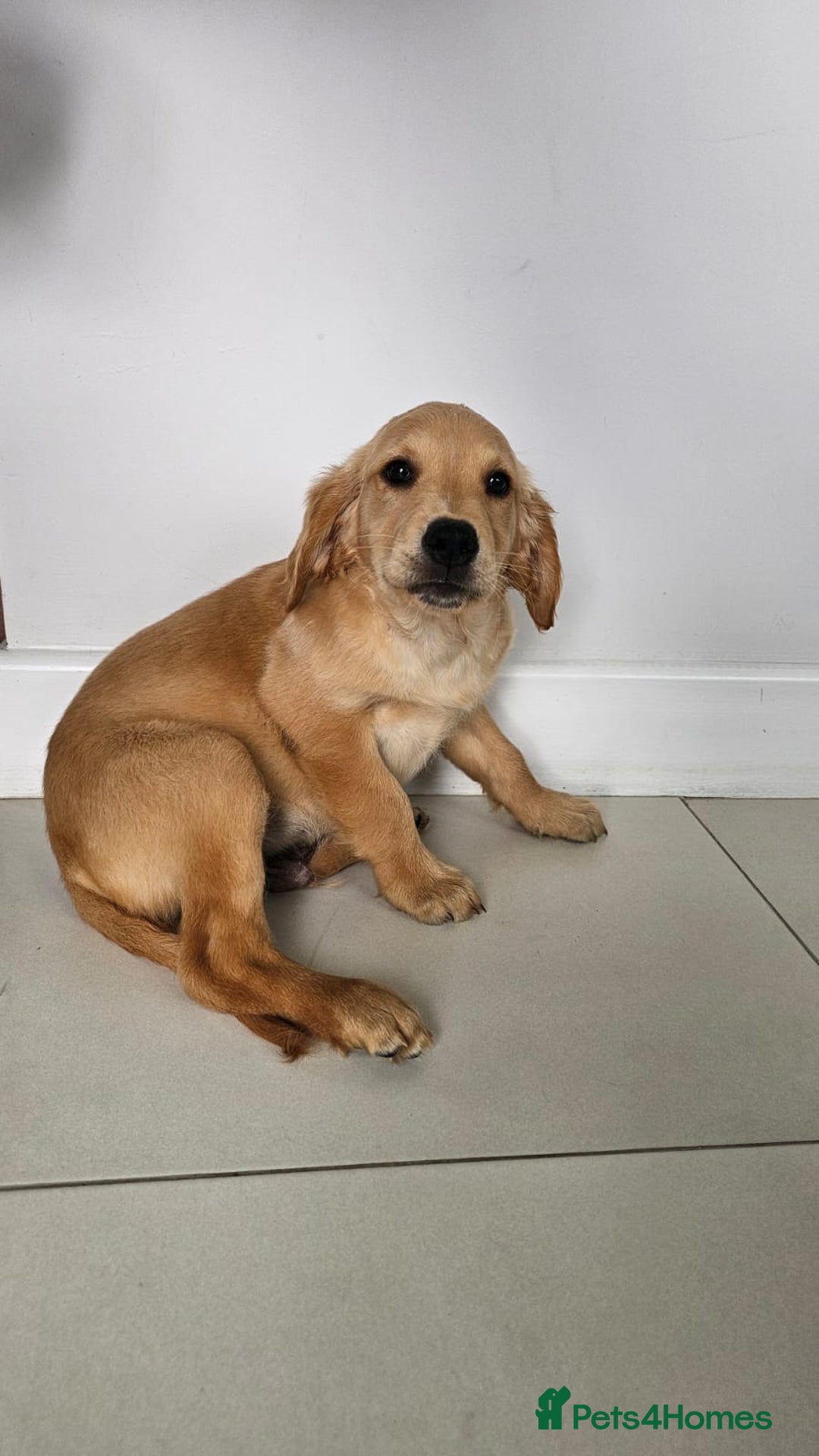 Golden Retriever dogs for sale: Golden Retriever Puppies  - Image 16