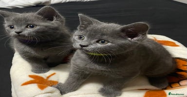 British Shorthair cats - Advert 8
