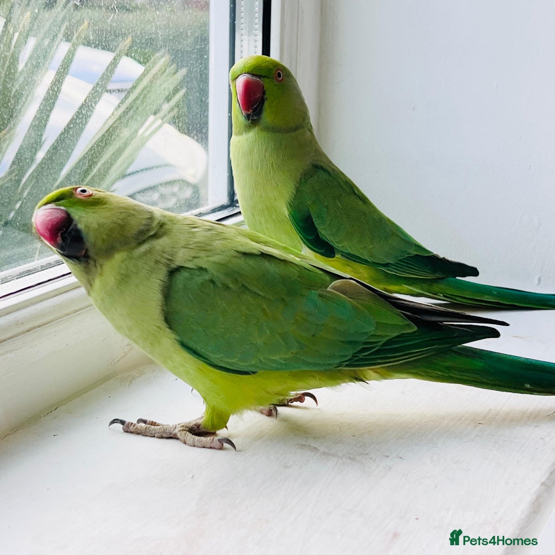 Ringnecks birds for sale: Indian ring neck parrots for sale 🦜❤️ - Advert 3