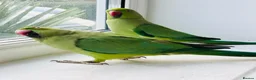 Ringnecks birds for sale: Indian ring neck parrots for sale 🦜❤️ - Advert 3