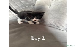 Maine Coon cats for sale: 1/4 Maincoon kittens  - Image 4