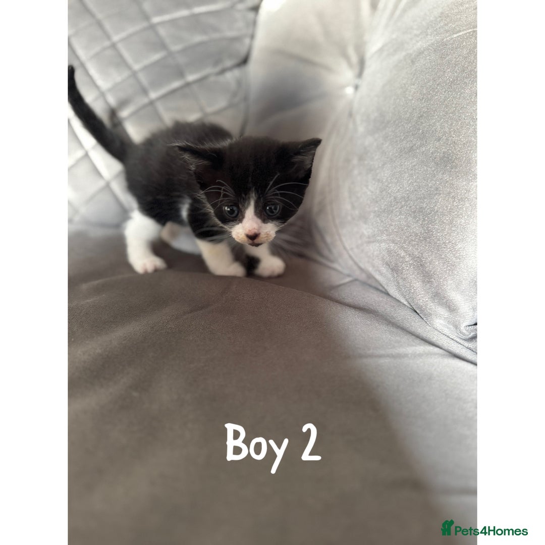 Maine Coon cats for sale: 1/4 Maincoon kittens  - Image 4