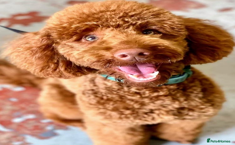 Miniature Poodle dogs - Advert 14