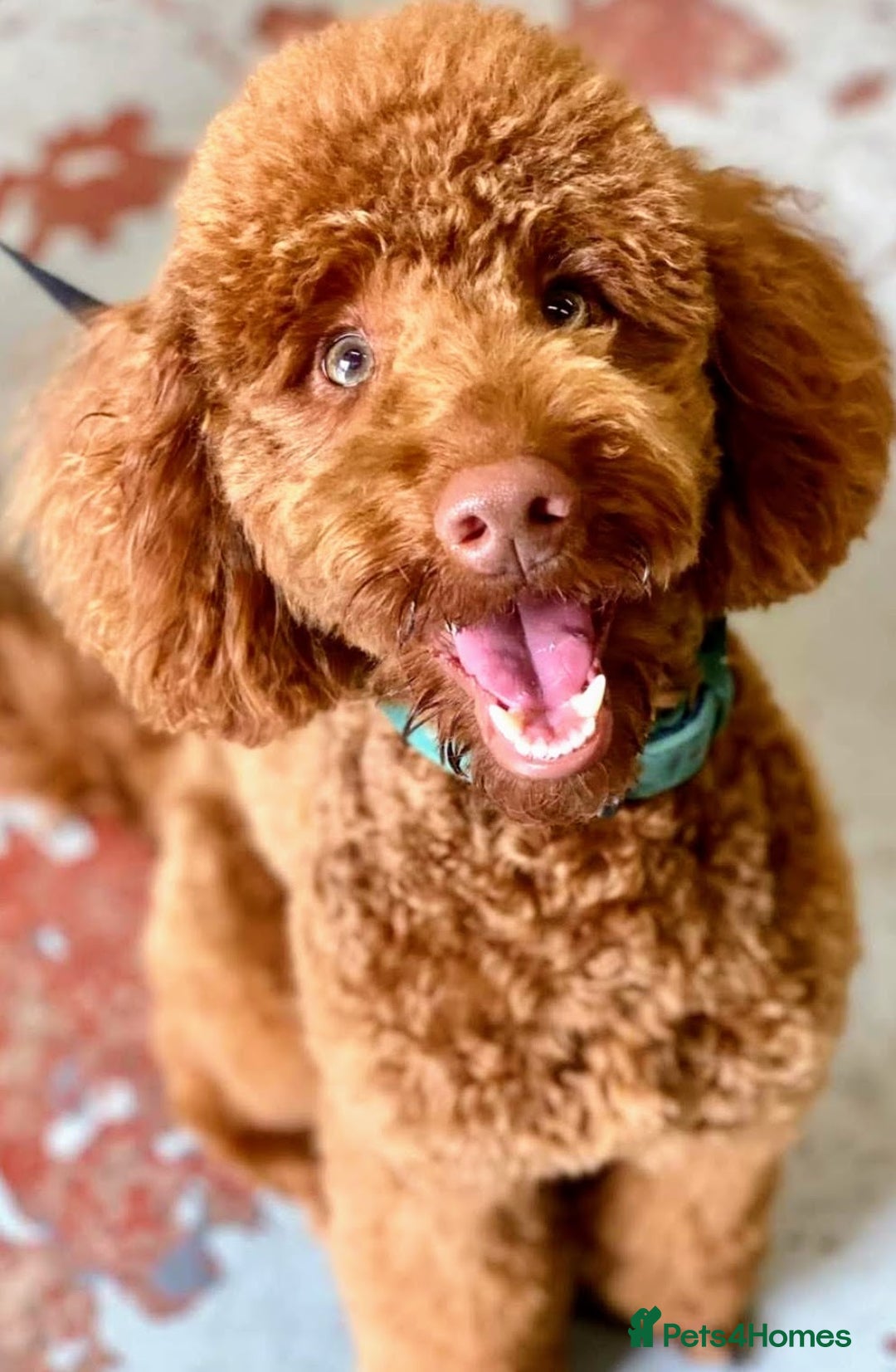 Miniature Poodle dogs for stud: Miniature Poodle STUD 5* LICENSED BREEDER  - Image 1