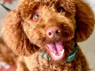 Miniature Poodle dogs - Advert 1