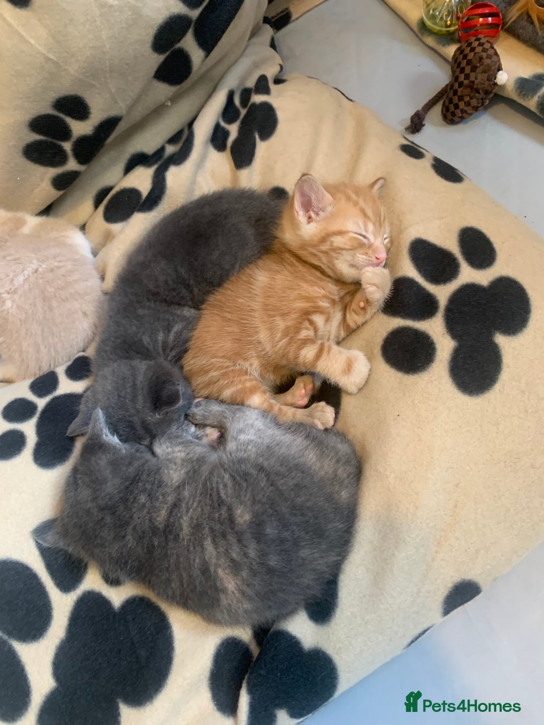 Mixed Breed cats for sale: 5 beautiful mixed British short hair  ✨ - Image 17