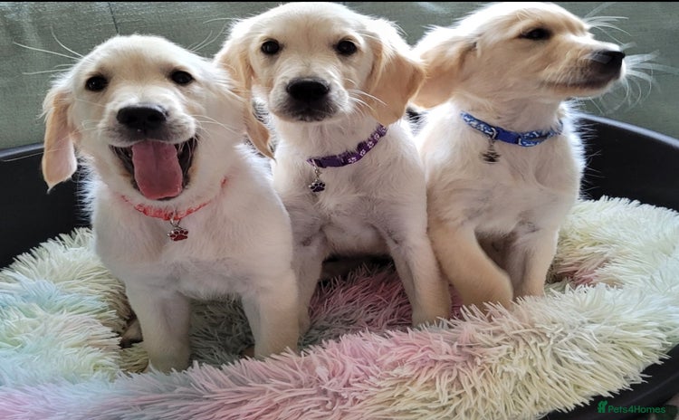 Golden Retriever dogs - Advert 2