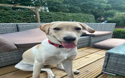Labrador Retriever dogs for sale: Female Labrador - Image 1