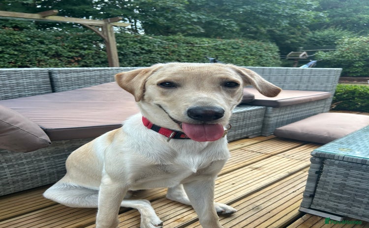 Labrador Retriever dogs - Advert 2
