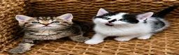 British Shorthair cats for sale: British Shorthair kittens  in Wirral - Advert 1