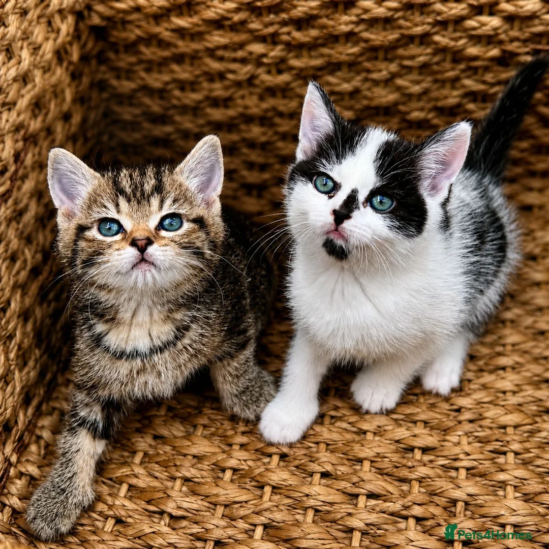 British Shorthair cats for sale: British Shorthair kittens  in Wirral - Advert 1