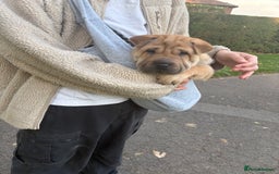 Shar Pei dogs for sale: Shar Pei puppy - Image 3