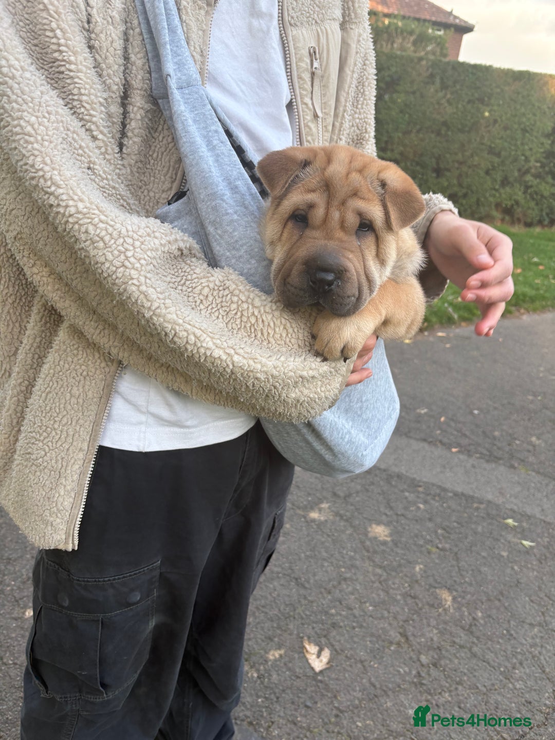 Shar Pei dogs for sale: Shar Pei puppy - Image 3