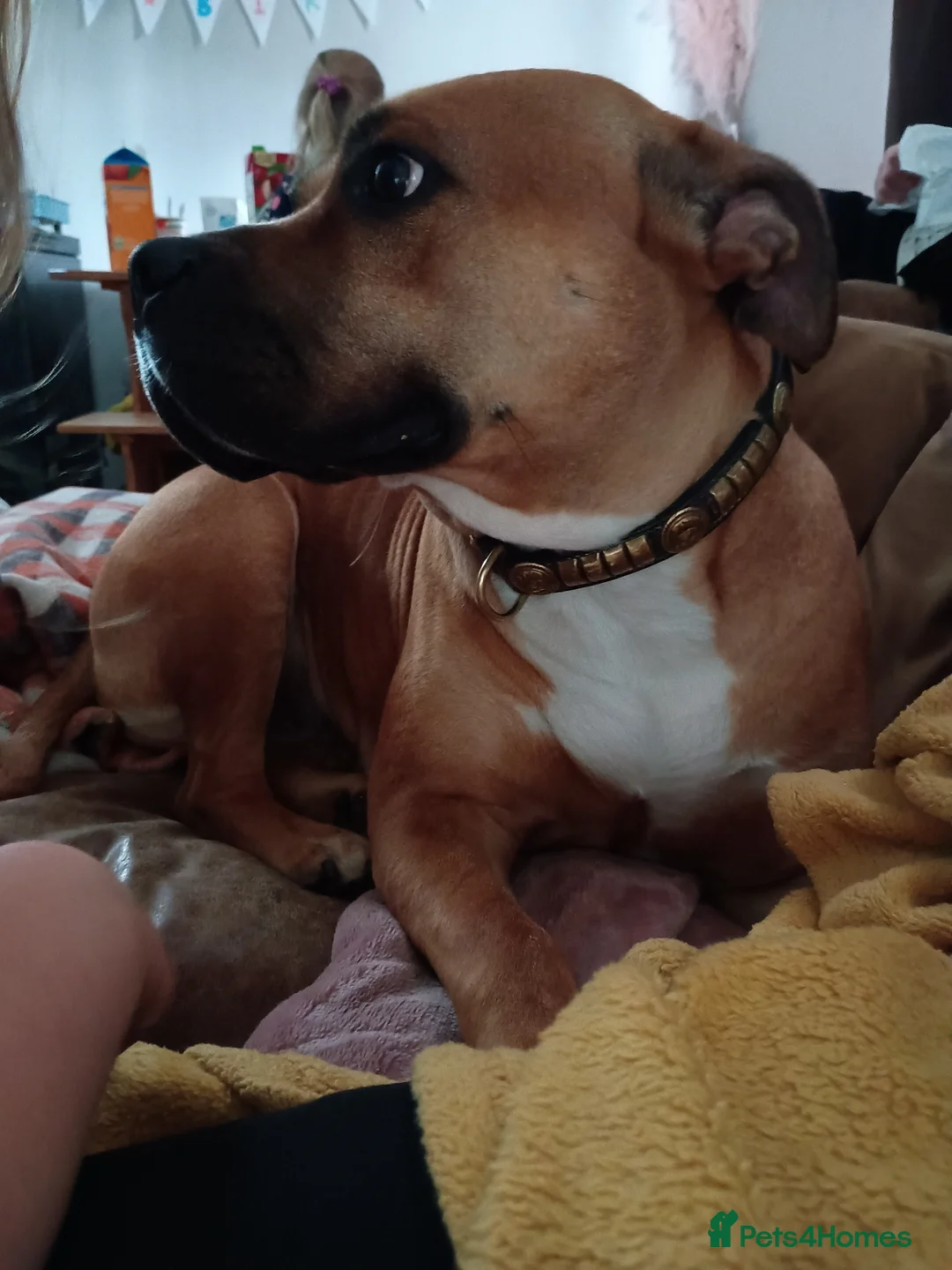 Staffordshire Bull Terrier dogs for sale: Beautiful Staff cross Mastiff Female - Advert 3