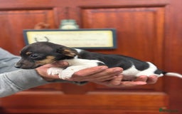 Jack Russell dogs for sale: Jack Russell short legged puppies  - Advert 13