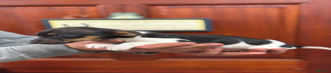 Jack Russell Puppy 4