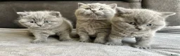 British Shorthair cats for sale: British Shorthair Kittens Raised with Love - Advert 8