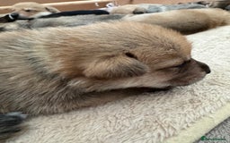 Mixed Breed dogs for sale: Beautiful Inca & handsome Nanuq PUPDATE x2  - Image 28