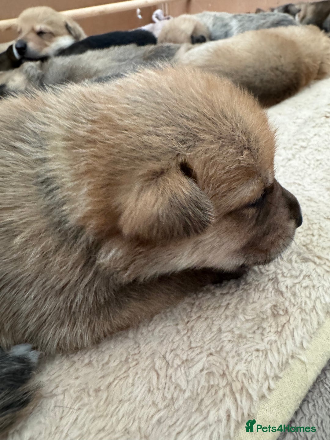 Mixed Breed dogs for sale: Beautiful Inca & handsome Nanuq PUPDATE x2  - Image 28
