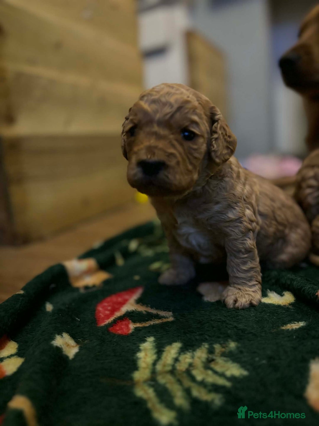 Cockapoo dogs for sale: ***BEAUTIFUL F1B COCKAPOOS*** - Advert 7