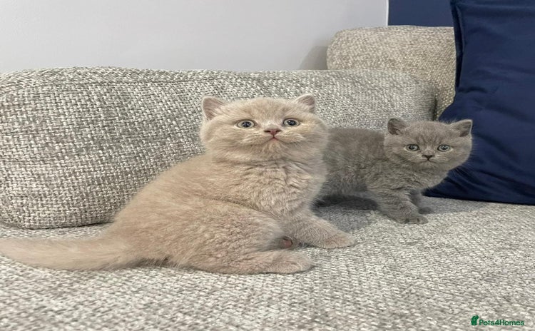 British Shorthair cats - Advert 6