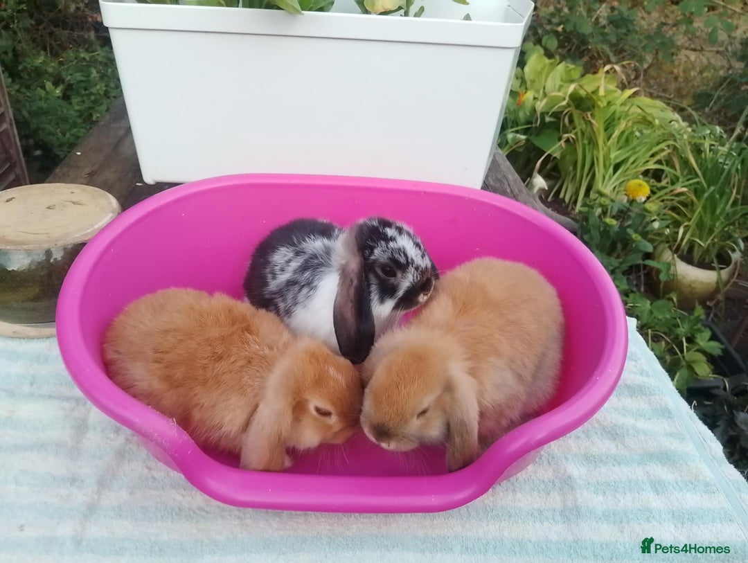 Mini Lop rabbits for sale: Female and Male Baby Minilops: Pretty Colours - Image 2