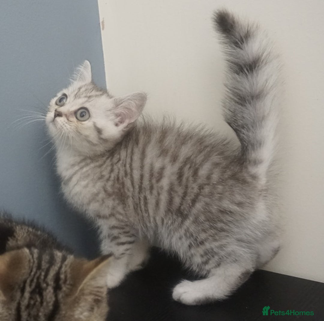 British Shorthair cats for sale: STUNNING British Shorthair Kittens Silver Tabbies - Image 17