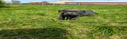 Labrador Retriever dogs for sale: RARE Stunning Silver & Charcoal Labrador Boy pups - Advert 3