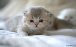 Scottish Fold cats for sale: Scottish fold - Image 13