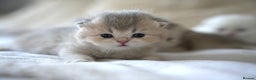 Scottish Fold cats for sale: Scottish fold - Advert 9