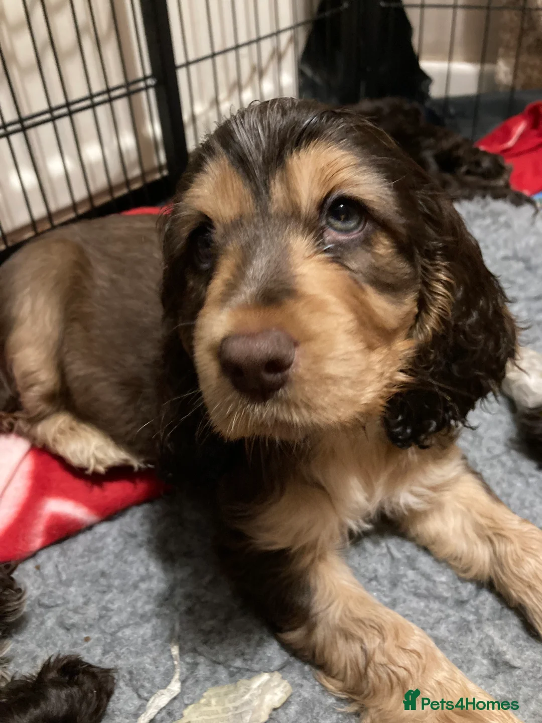 Cocker Spaniel dogs for stud: KC ‘Best Practice’ Health 🐾Show 🐾180+ pups born in Preston - Advert 13